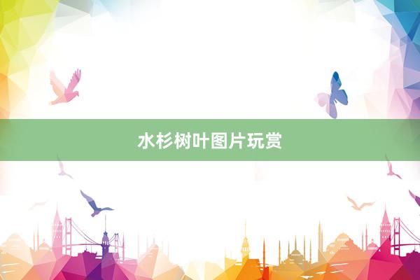 水杉树叶图片玩赏